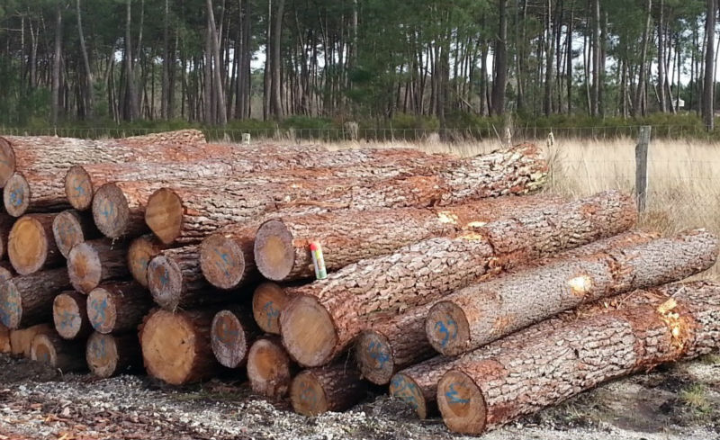 Kazakhstan temporary bans exports of timber - Timber Industry News