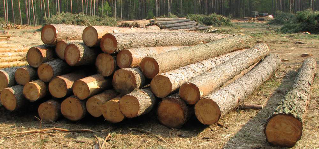 Order Pine Wood Logs at 10% Discount -