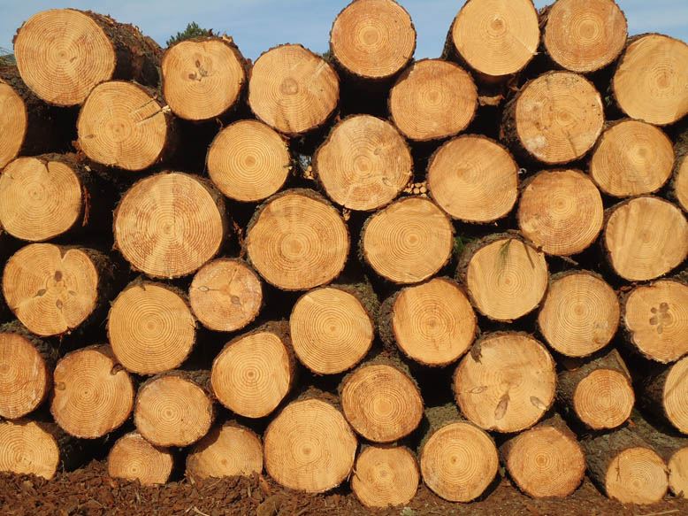 100% raw Pine Wood Logs/timber At Best Price And High Quality for Korea/Japan market, View pine wood log / pine wood timber sawn / sawn pine wood / sawn wood / timber