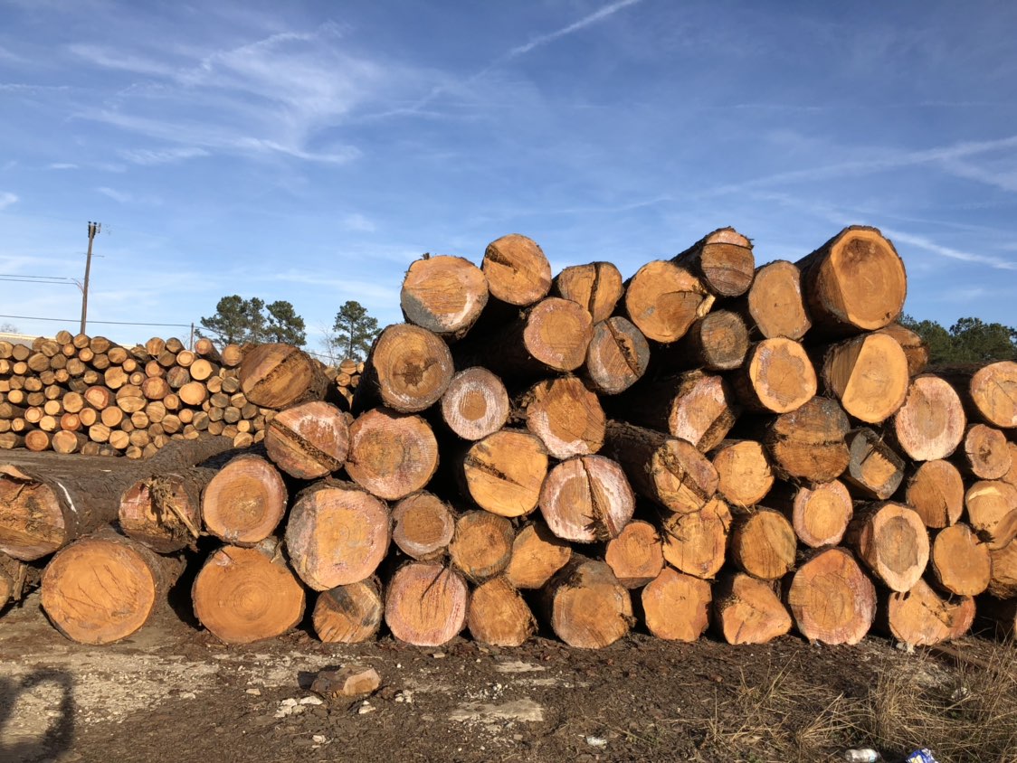 Giá gỗ thông hiện nay trên thị trường Việt Nam bao nhiêu?