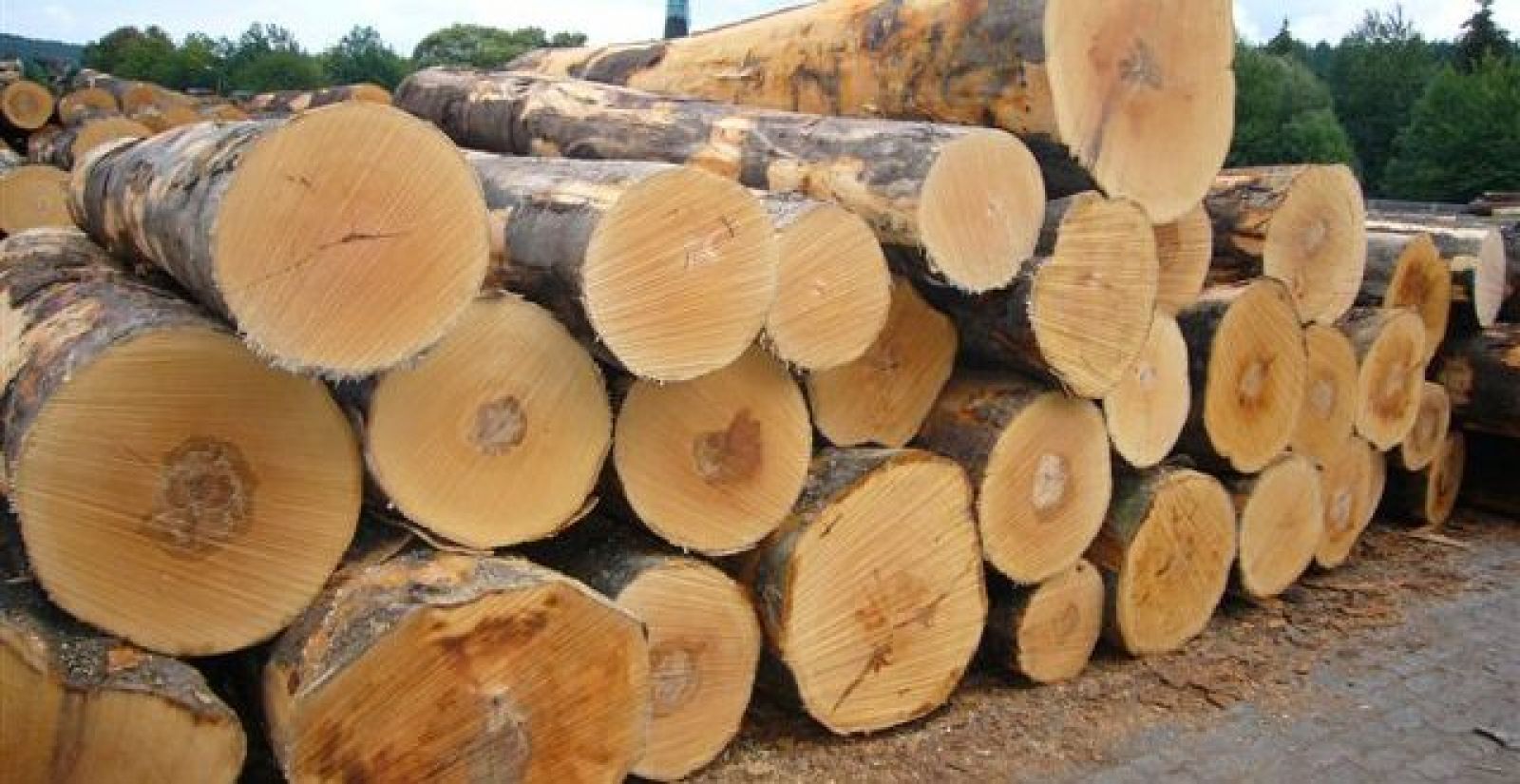 Những loại máy móc, thiết bị nào thường được dùng để sản xuất gỗ tròn