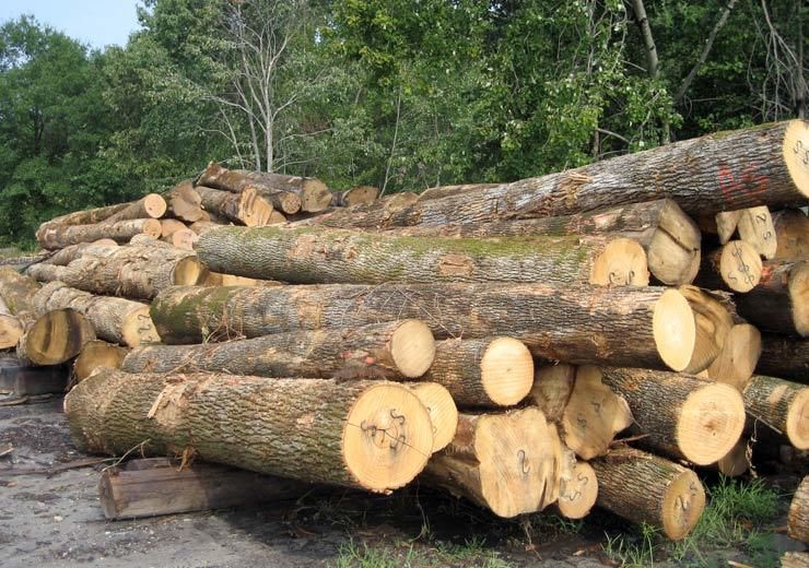 Pine Wood Log Buy Pine Wood Log for best price at USD 20 - USD 70 / Cubic Meter