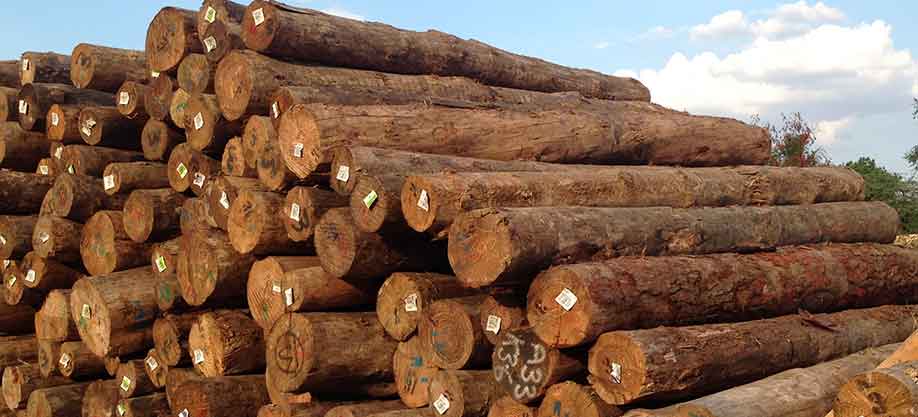 Pine Wood Wholesale Suppliers, Dealers in India