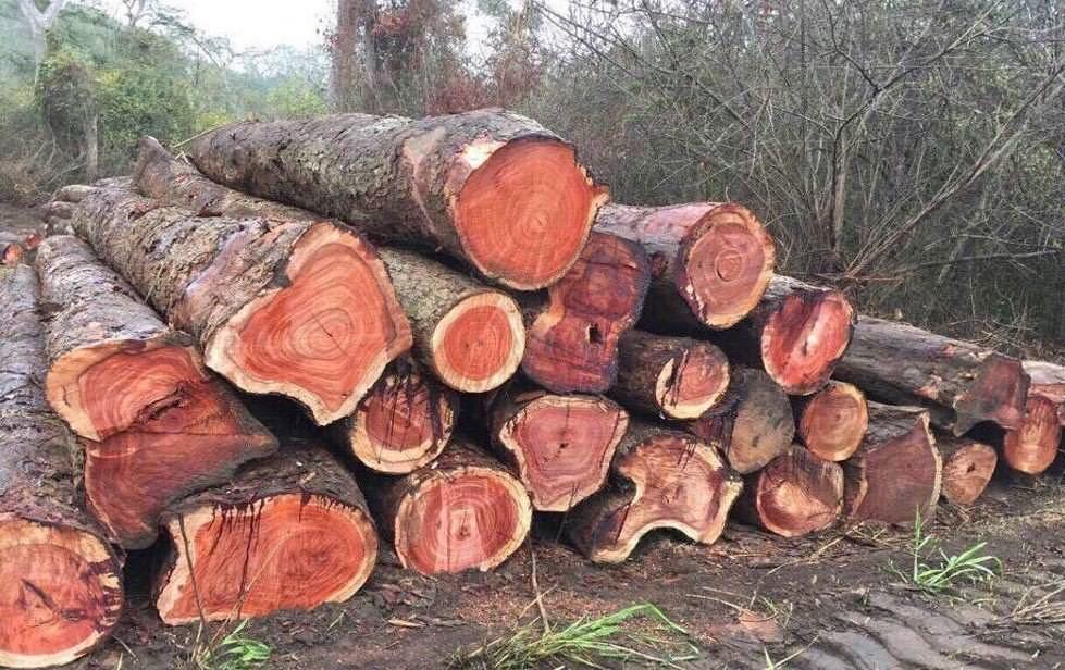 Gỗ hương đỏ là loại gỗ quý hiếm được trồng tại một số tỉnh ở Việt Nam