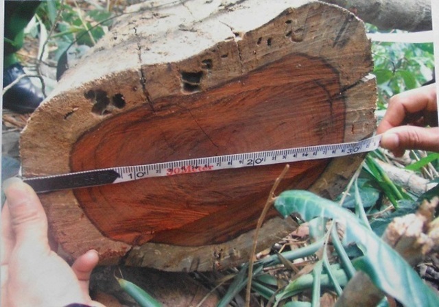 Gỗ trắc là gì? Cách nhận biết và giá thành của các loại gỗ trắc.