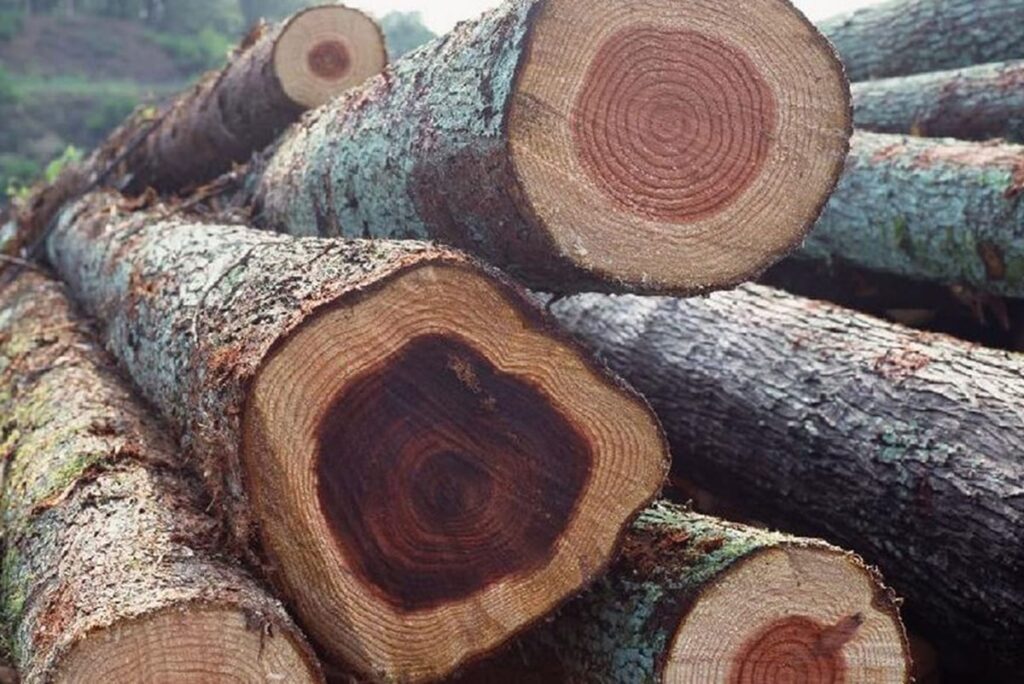 Gỗ gụ là một trong những chất liệu gỗ tốt nhất ở Việt Nam. (Ảnh sưu tầm)