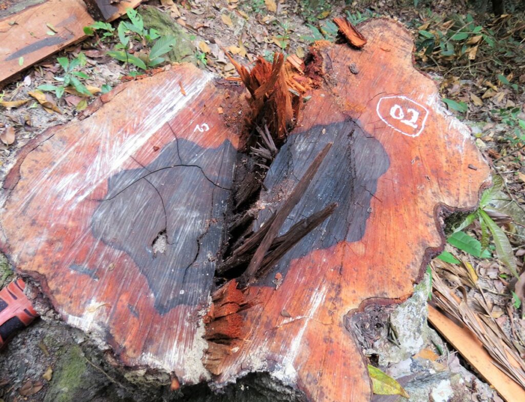 Gỗ Mun là loại gỗ quý, có giá trị kinh tế cao nên ngày càng bị khai thác trái phép. Ảnh sưu tầm