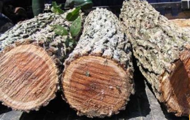 Gỗ du sam là gỗ gì? Mọi thứ bạn cần biết