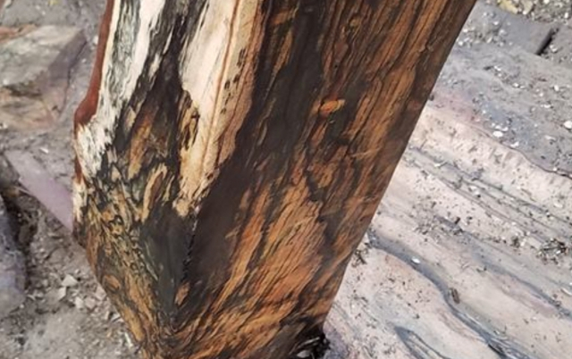 Gỗ cẩm thị là gỗ gì? Mọi thứ bạn cần biết