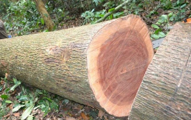 Cách nhận biết gỗ xoan đào cho người chưa có kinh nghiệm