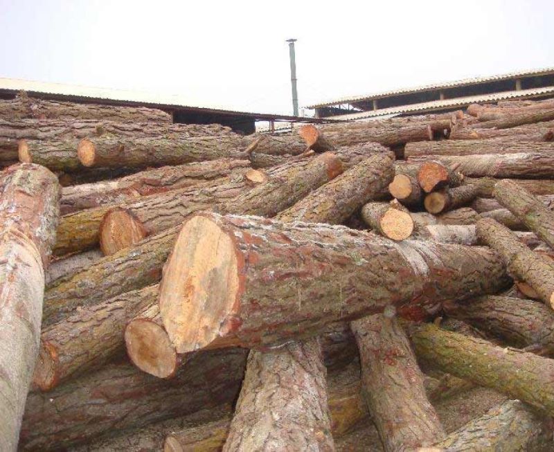Các loại gỗ dổi