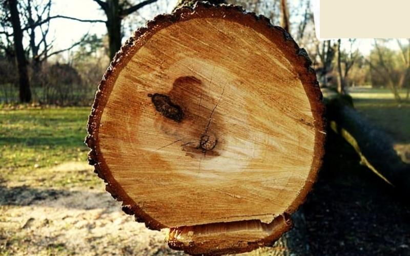 Gỗ Pơ Mu là gỗ gì? Đặc điểm, nhóm gỗ và cách nhận biết gỗ Pơ Mu