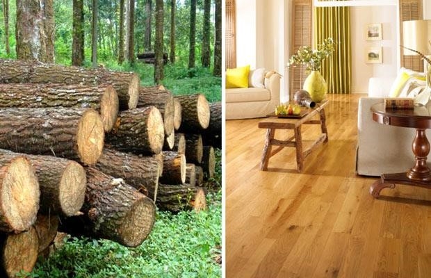 Bạn có biết gỗ tràm là loại gỗ gì không? Ngoài ra, sàn gỗ tràm bông vàng lại có bao nhiêu loại khác nhau?