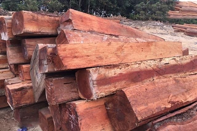 Cây gỗ sến là một loại cây rất phổ biến trong khu rừng. Với thân cây to và dày, cây gỗ sến được sử dụng rộng rãi trong ngành công nghiệp gỗ và xây dựng. Ngoài ra, cây gỗ sến còn có giá trị trong lĩnh vực y học, được dùng để chữa bệnh và làm thuốc. Tuy nhiên, những cây gỗ sến đã bị khai thác quá mức để đáp ứng nhu cầu sản xuất, dẫn đến tình trạng suy thoái nguồn tài nguyên rừng và ảnh hưởng