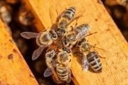 Sáp ong trắng là một loại sáp được sản xuất bởi các con ong với mục đích sử dụng để xây dựng tổ ong. Nó được tạo ra từ các tuyến sáp trên thân và bụng của các con ong. Sáp ong trắng có tính chất dẻo và mềm, nó được sử dụng trong nhiều lĩnh vực như mỹ phẩm, nến và bảo quản thực phẩm. Sáp ong trắng cũng có tác dụng làm mềm và dưỡng ẩm cho da, được sử dụng trong các sản phẩm chăm sóc da tự nhiên.