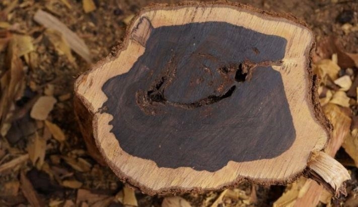 Gỗ Trắc đen là loại gỗ có màu sắc đen đặc trưng.