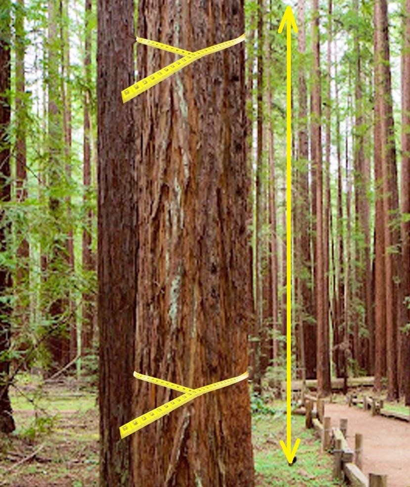 Để đo lượng gỗ trên cây trồng chưa được chặt, ta chỉ cần đo kích thước vòng tròn của thân cây và độ cao của nó.